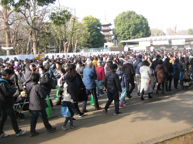 上野動物園大混雑してました シャンシャンは池之端門 弁天門からがおススメ 2月11日