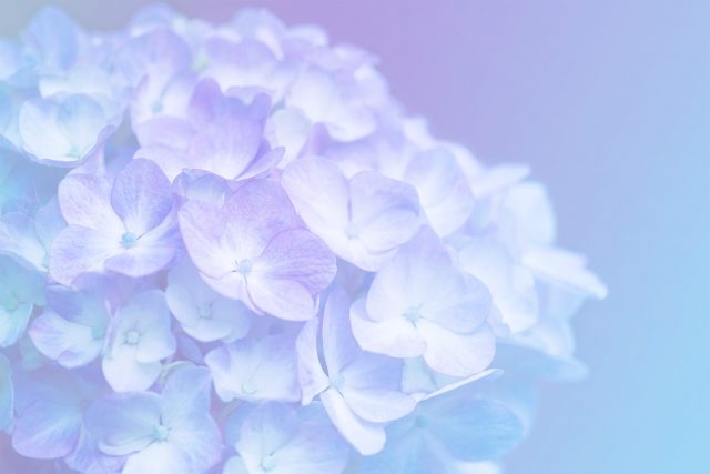 紫陽花の花言葉を色別に 赤 紫 青 結婚式に使える 怖い意味も