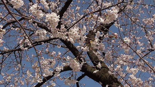 3月24日の上野の桜 開花状況は お花見レポと上野動物園混雑状況