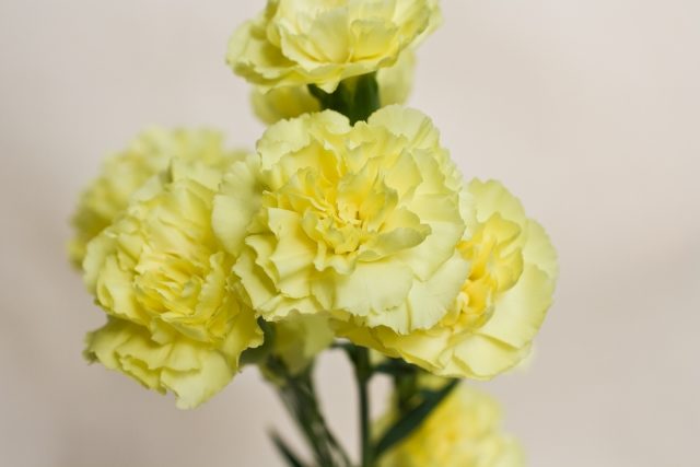 カーネーションの花言葉は怖い意味の色がある 白や黄と は注意