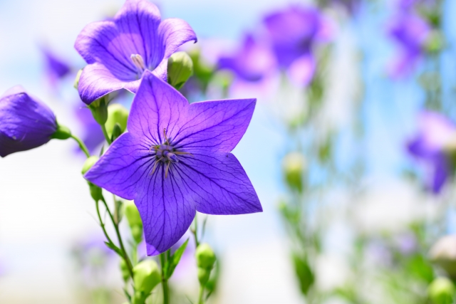 秋の七草 星形の花の名前は何ていうの お星さまの花特集