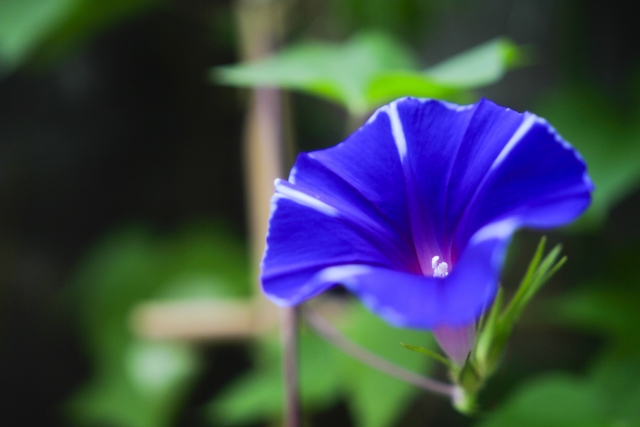 朝顔の種に傷をつけると発芽しやすいって本当