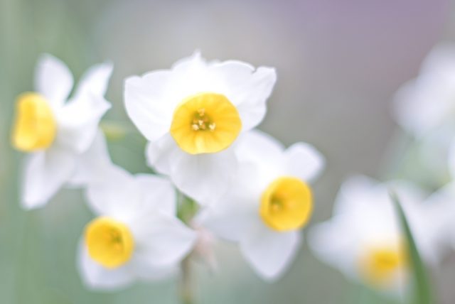水仙の花言葉は怖い 白 黄色 ラッパスイセンの意味と由来